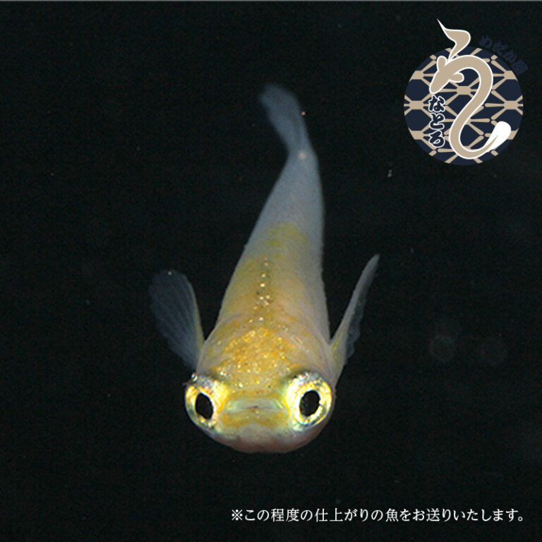 【ふるさと納税】0020-086～0050-019　メダカ「ポニョ」（1～3ペア）｜埼玉県富士見市