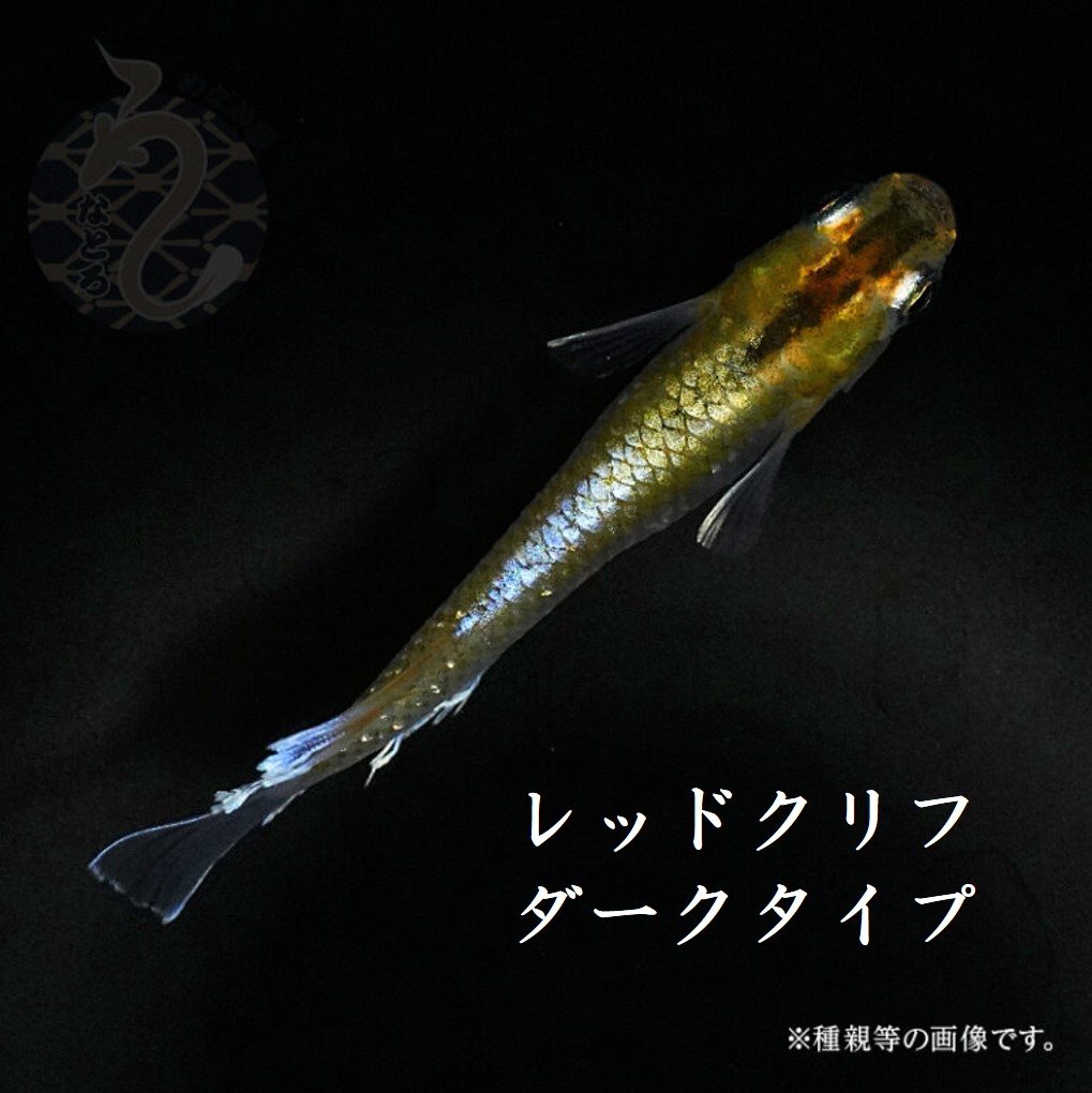 【ふるさと納税】0030-024～0100-005 メダカ「レッドクリフ・ダークタイプ」（1～3ペア）｜埼玉県富士見市