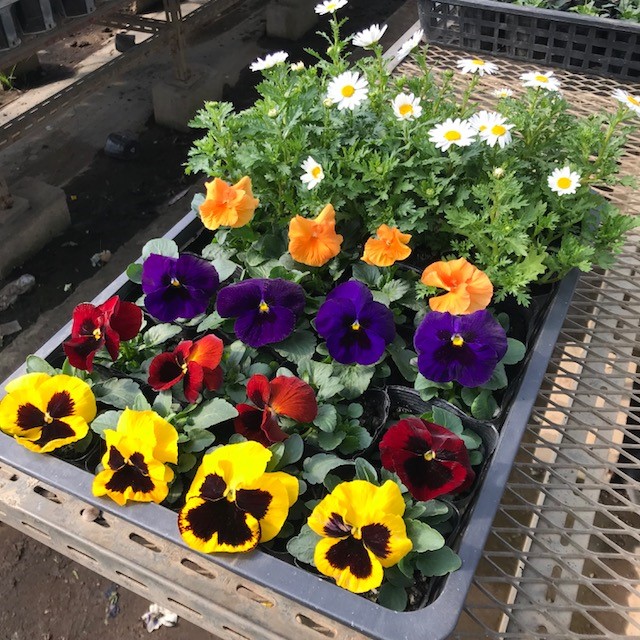 【ふるさと納税】0010‐039　季節の花苗セット（２４株）