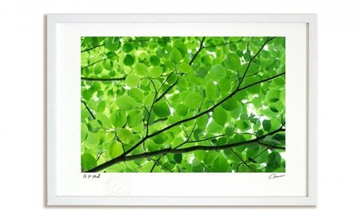 【ふるさと納税】絵画のような質感《アートフォト》初夏の木漏れ日(2012)<3サイズから選択> 【11246-0016・323・324】|埼玉県白岡市