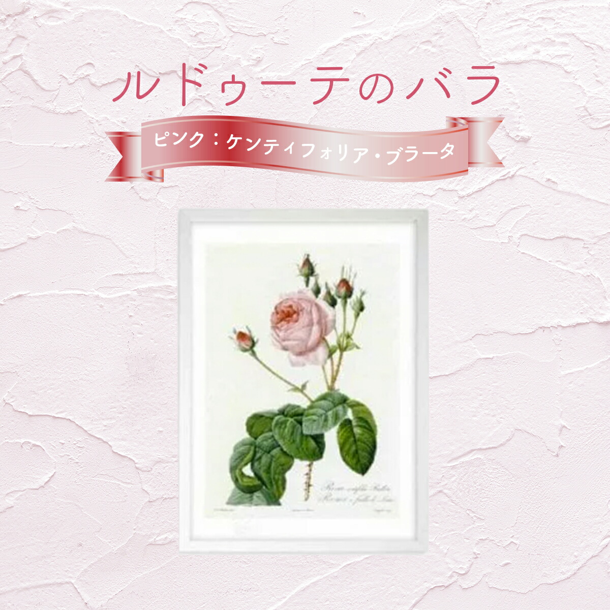 【ふるさと納税】【ジクレー版画】ルドゥーテのバラ（ピンク：ケンティフォリア・ブラータ）＜3サイズから選択＞　【11246-0087・329・330】｜埼玉県白岡市 28,080円
