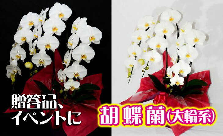 埼玉県三芳町 年の暮差し上げ物特集