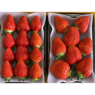 【ふるさと納税】【新品種べにたま】2パック(500g) ついに解禁!!【配送不可地域：離島】【1573597】
