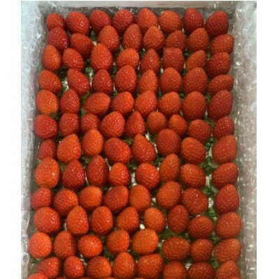 【ふるさと納税】【新品種べにたま】小粒でも1kg ついに解禁!!【配送不可地域：離島】【1602245】 16,500円