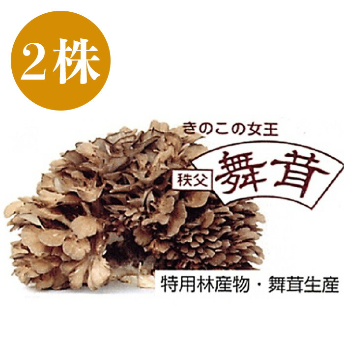 【ふるさと納税】舞茸 2株 秩父 まいたけ 国産きのこ キノコ 野菜 低カロリー ダイエット 国産  名物 名産 送料無料 マイタケ（きのこの女王　秩父まいたけ）２株入り
