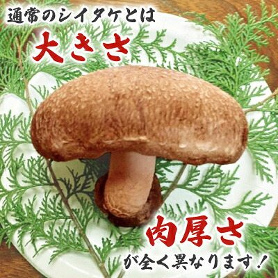 【ふるさと納税】極峯椎茸(きょくほうしいたけ)～小さな里の大きなきのこ～【配送不可地域：離島】【1538089】