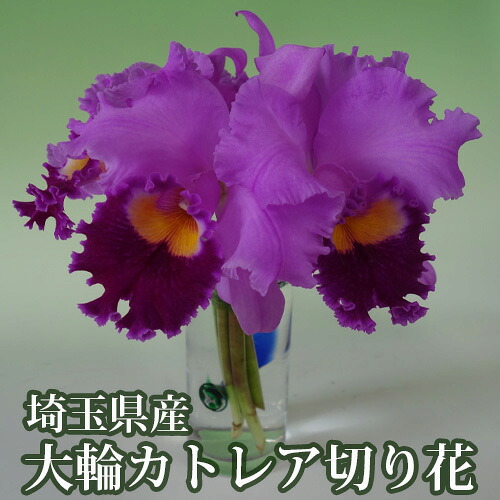 【ふるさと納税】 埼玉県産大輪カトレア切り花7輪前後入（ピンク系） ／ 花束 華やか 香り 送料無料 埼玉県 No.158｜埼玉県美里町