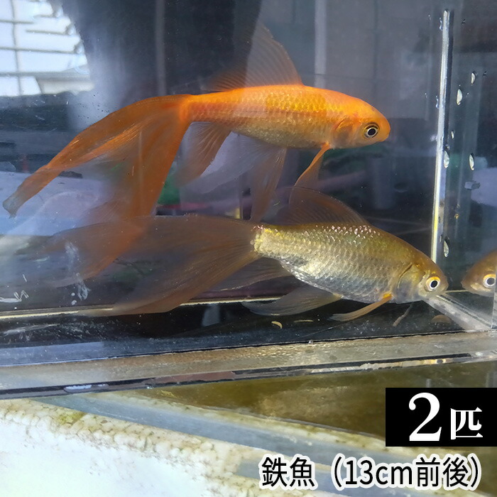 【ふるさと納税】 鉄魚　2匹（13cm前後） ／ 生き物 さかな 天然記念物 送料無料 埼玉県 No.209