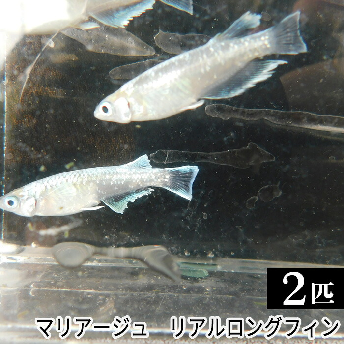 【ふるさと納税】 マリアージュ　リアルロングフィン ／ メダカ めだか 生き物 送料無料 埼玉県 No.201