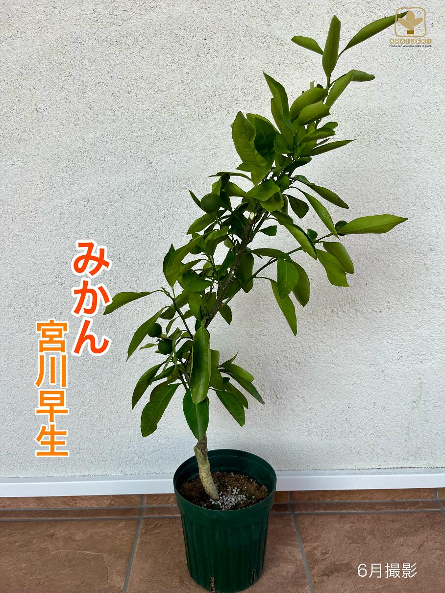 【ふるさと納税】A-057 みかん・宮川早生（6号鉢植）　※沖縄・離島への配送不可｜埼玉県寄居町