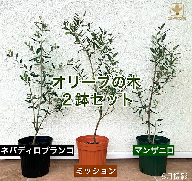 【ふるさと納税】A-061 オリーブの木 2品種セット（ミッション・ネバディロブランコ・マンザニロから2種）　※沖縄・離島への配送不可｜埼玉県寄居町