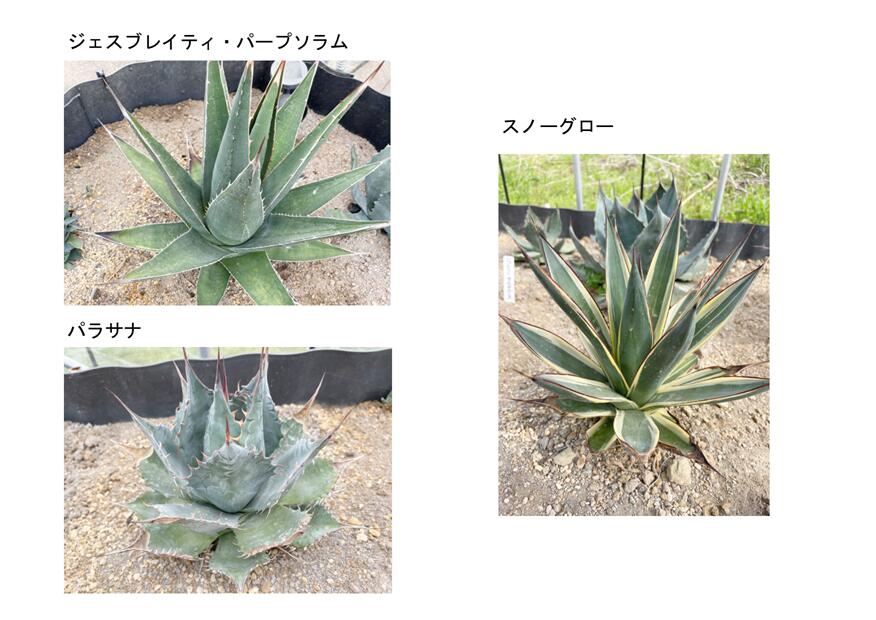 【ふるさと納税】C-018 【素っ気ない庭園におすすめ】3類概念から選べるアガベ