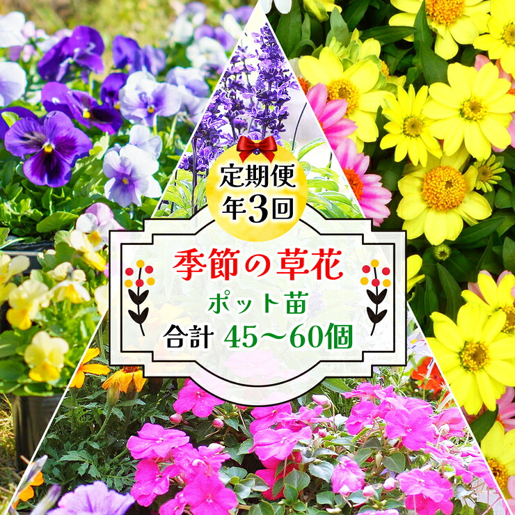 【ふるさと納税】陽気の顕花植物 詰め合わせ 年3回定期便＜1回15～20個／計45～60個（ポット苗）＞ | 園芸 ガーデニング 宿根草 多年草 一年草 菜花村 埼玉県 杉戸町