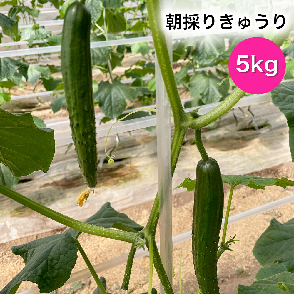 【ふるさと納税】朝採りきゅうり 5kg | きゅうり キュウリ 胡瓜 朝採り 新鮮 朝収穫 サラダ ユーファーム 埼玉県 杉戸町