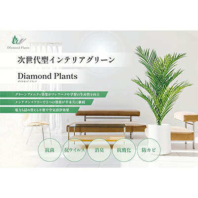 【ふるさと納税】次世代型インテリアグリーン　DiamondPlants　Grande【リビング 寝室】 ナノダイヤモンド 触媒 コーティングして 抗菌 抗ウィルス 消臭 防カビ 抗酸化作用 植物 ｜千葉県千葉市