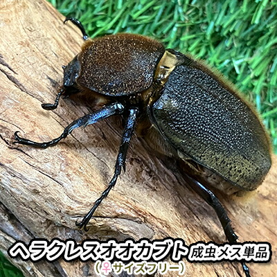 【ふるさと納税】ヘラクレスオオカブト成虫刃針単品（♀大きさ無償性）【 毛の荒物 虫けら お坊っちゃん 赤ちゃん 繁殖見ること 親しさ練習曲 気取らない 周囲の状況 学び取る 孫 差し上げ物 学び 】