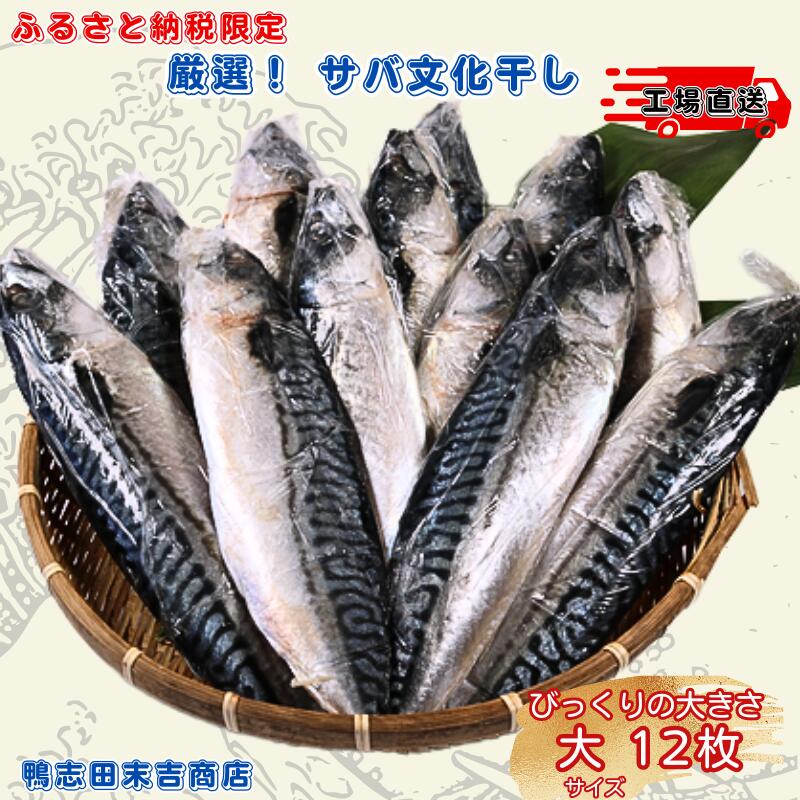 【ふるさと納税】 サバ文化干し 大 サイズ １２枚 ！ ふるさと納税限定 工場直送 サバ さば 鯖 さば文化 サバ文化 さば文化干し サバ文化干し 文化干し 塩サバ 塩鯖 塩 海鮮 焼き鯖弁当 銚子 冷凍 お取り寄せ 千葉県 銚子市