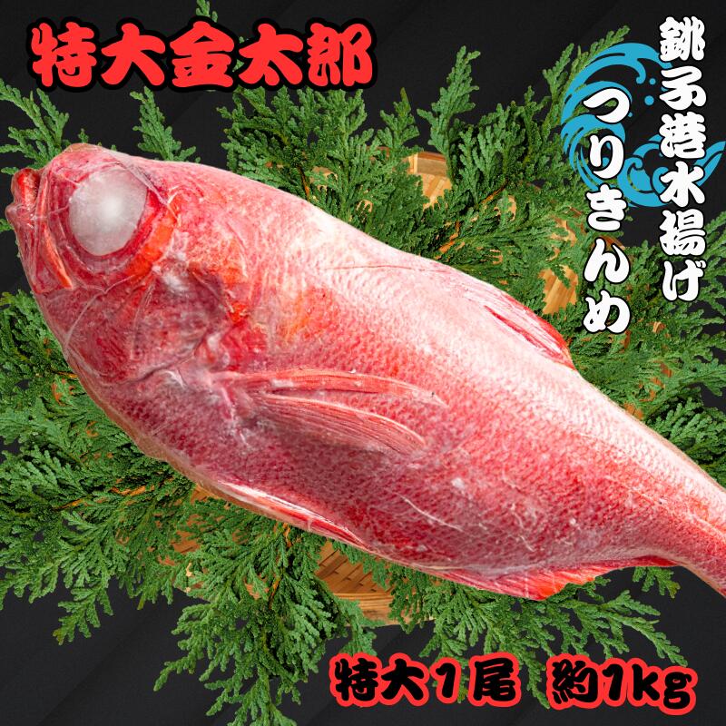 【ふるさと納税】 銚子釣り金目 特大金太郎 約１kg 金目鯛 銚子 新鮮 銚子港水揚げ 瞬間冷凍 つりきんめ キンメ 釣り きんめ キンメダイ きんめだい おさしみ 刺し身 煮つけ 海鮮料理 千葉県 銚子市