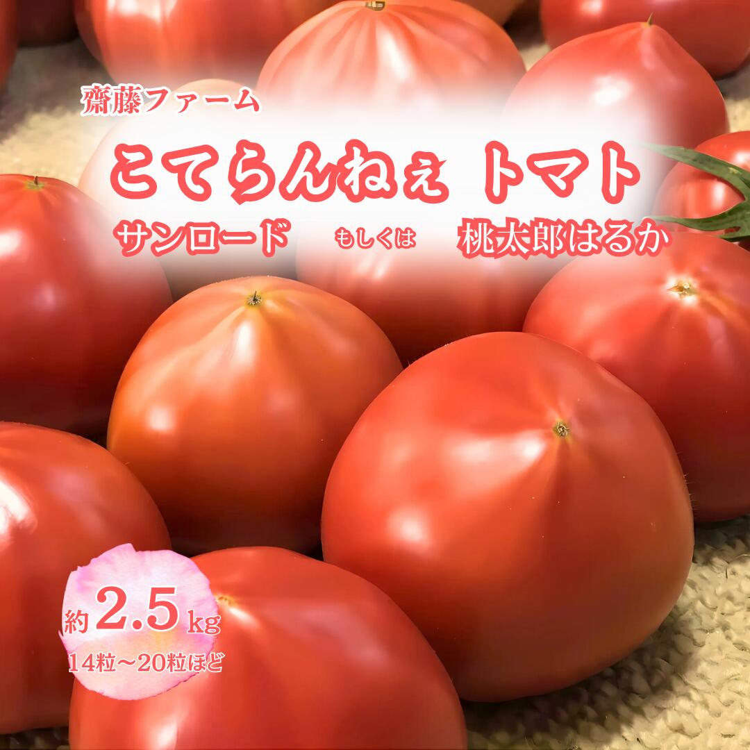 【ふるさと納税】こてらんねぇトマト 14～20粒（約2.5kg・サンロードor桃太郎はるか）