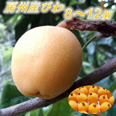 【ふるさと納税】館山の温暖な気候育ち 房州びわ 500g以上(8～12個)【配送不可地域：離島・北海道・沖縄県・東北・中国・四国・九州】【1486470】
