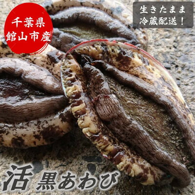 【ふるさと納税】【先行予約】【金曜日発送】漁師直送!天然活黒アワビ1kg(2～5枚)【配送不可地域：離島・北海道・沖縄県・東北・中国・四国・九州】【1532976】