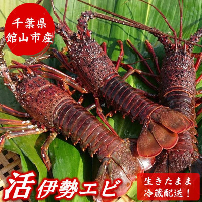 【ふるさと納税】【先行予約】【金曜日発送】漁師直送!千葉県館山産 天然『活』伊勢海老2kg(サイズお任せ)【配送不可地域：離島・北海道・沖縄県・中国・四国・九州】【1676095】｜千葉県館山市