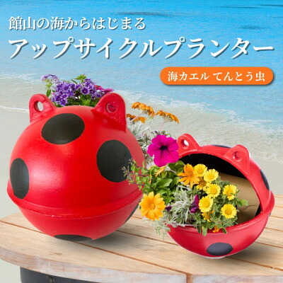 【ふるさと納税】海カエル テントウムシ 計1個【1681045】 8,360円