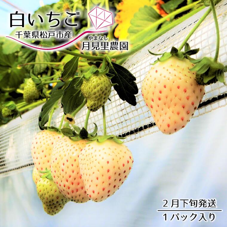 驚きの値段で 千葉県松戸市産白いちご ホワイトダイヤ 白蜜香 1パック 2月下旬発送 フルーツ 期間限定 本州限定 Fucoa Cl