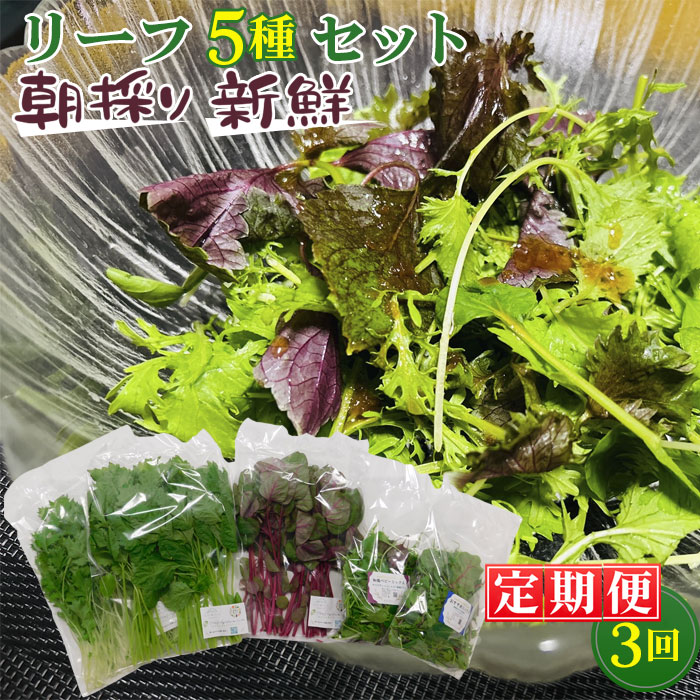 【ふるさと納税】 【毎月定期便3回】朝採りお日様リーフ5種セット ／ ベビーリーフミックス 季節 おすすめ 野菜 送料無料 千葉県 No.157