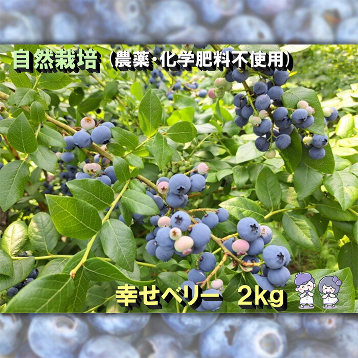 【ふるさと納税】No.322 冷凍ブルーベリー 2kg 農薬・化学肥料不使用 ／ 果物 フルーツ 自然栽培 ミネラル 甘味 酸味 バランス 菌力アップ栽培 送料無料 千葉県