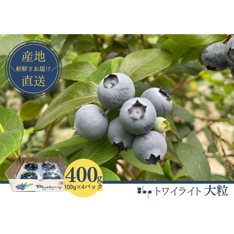 【ふるさと納税】【先行予約】フレッシュブルーベリー（トワイライト大粒　100g×4） 果物 フルーツ 国産フルーツ 朝摘みブルーベリー 上品な香り 国産ブルーベリー 　お届け：2025年4月20日～6月30日