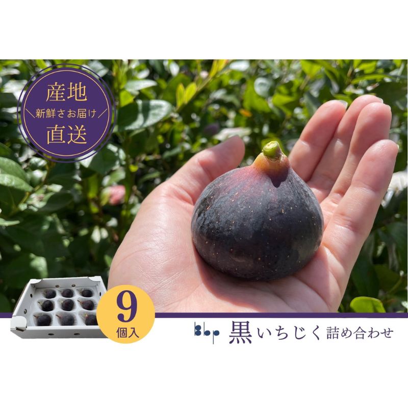 【ふるさと納税】【先行予約】黒いちじく詰め合わせ　9個入り 果物 フルーツ 国産 希少品種 幻の黒いちじく ジューシー 濃厚 上品な甘さ 　お届け：2025年8月10日～10月10日