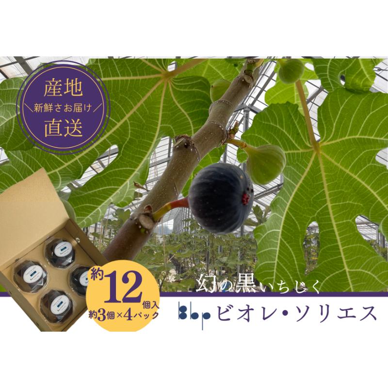【ふるさと納税】ビオレ・ソリエス 約12個入り（約3個×4パック） 果物 フルーツ 国産フルーツ イチジク ビオレソリエス 黒いちじく 希少品種 産地直送 千葉県 成田市　お届け：2026年9月1日～2026年11月30日まで