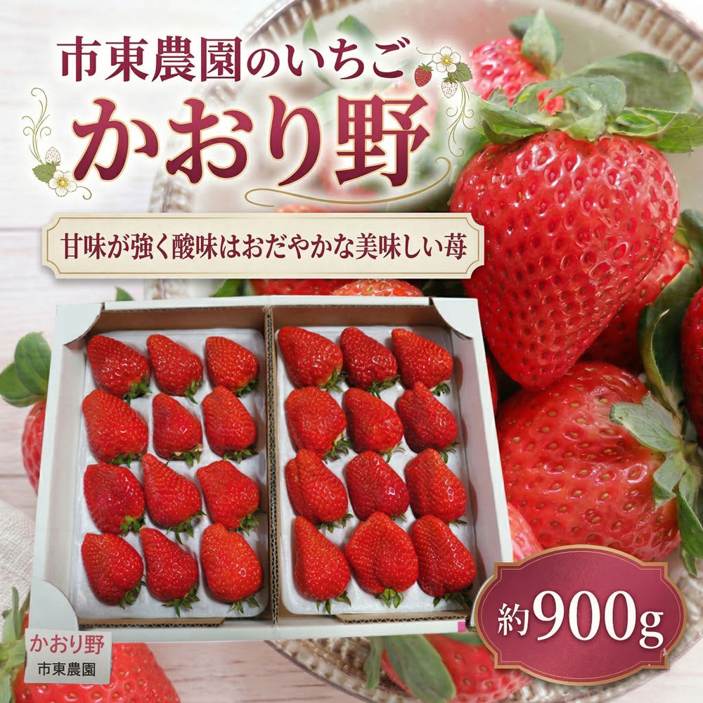 【ふるさと納税】 4月収穫 苺 かおり野 約900g いちご イチゴ 完熟 かおりの カオリノ ichigo itigo フルーツ 新鮮 ふるーつ くだもの 果物 旬 甘い くだもの 大粒 朝採れ 数量限定 プレゼント ギフト 朝食 スイーツ 酸味 甘味 国産 贈答用 家庭用 市東農園 千葉 東金