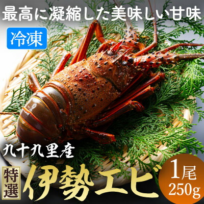 【ふるさと納税】 甘い ! 旨い ! 活け〆 リキッド 冷凍 伊勢海老 (刺身用)  約250g/1尾入り イセエビ エビ プリプリ  急速冷凍 瞬間冷凍 冷凍 真空個装 真空パック 刺身 生食用 魚介 新鮮 高級 人気 お祝い ギフト 不動丸 千葉県 旭市