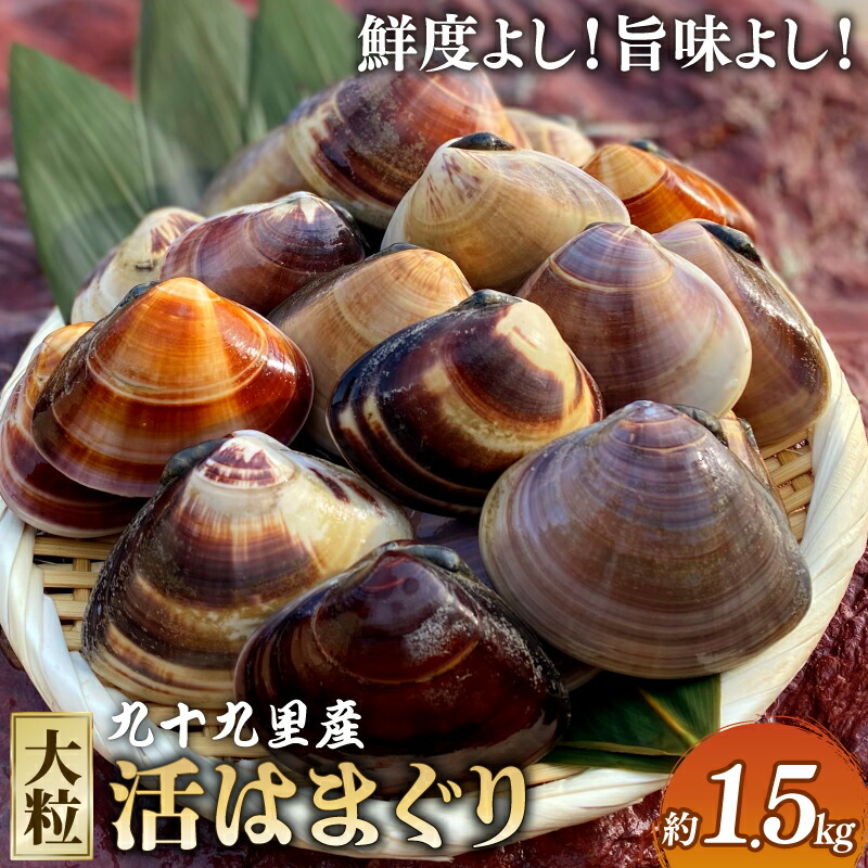 【ふるさと納税】 大粒活はまぐり 約1.5kg 【某TV番組で全国1位になった大粒活はまぐり】 九十九里産  国産 貝類 貝 魚貝類 無添加 魚介  バーベキュー BBQ お吸い物 海の幸 海 魚 水産 海の幸 ギフト プレゼント 飯岡ヤマイチ水産-大納屋- 千葉県 旭市