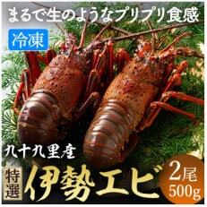 【ふるさと納税】 特選活伊勢エビ 2尾 約500～550g(1尾200g～350g) 伊勢エビ 活 海老 伊勢海老 イセエビ エビ プリプリ 生 活き締め 魚介 生食用  刺身 冷蔵 特選 新鮮 高級 人気 国産 九十九里 九十九里産 千葉県 旭市 不動丸