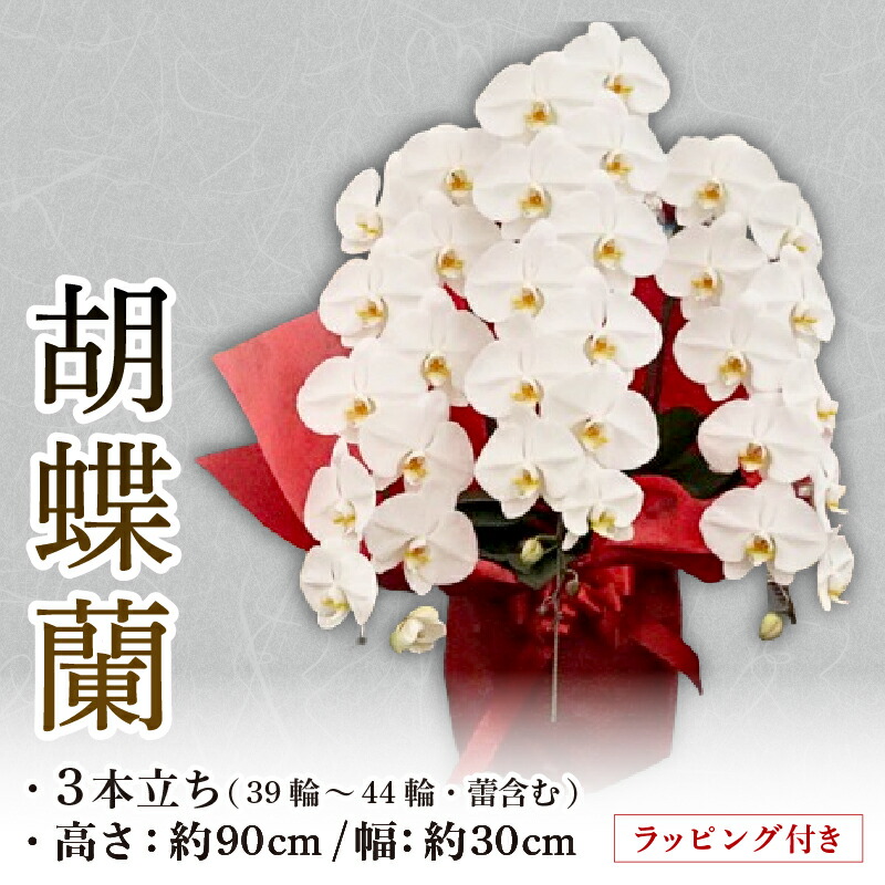 【ふるさと納税】 夢見鳥蘭 3本立ち ラッピング付き添い人 時めく輪30輪以上 花 お花 flower 洋幽客 パウダーコンパクト 草木 時めく輪 生け花 大輪 夢見鳥 蘭 蘭 白いこと 鉢花 身寄り用 呉れて遣る 不死化日 差し上げ物 差し上げ物 生まれ落ちる日   出どころ直送 千葉県 旭市 石毛洋蘭園