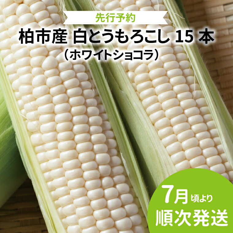 【ふるさと納税】【先行予約】【2025年7月発送】 とうもろこし ホワイトショコラ 15本 野菜 トウモロコシ コーン 白とうもろこし 甘い 国産 千葉県産 柏市産 産地直送 予約 おいしい 取り寄せ おすすめ おススメ プレゼント ギフト 贈り物 大量 バーベキュー BBQ 予約