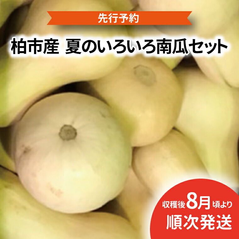 【ふるさと納税】【オンライン決済限定】柏市場直送夏のいろいろ南瓜セット 〈先行予約 2026年8月順次発送〉 かぼちゃ 野菜 国産 旬 パンプキン 千葉県産 柏市産 バターナッツ コリンキー 坊っちゃん南瓜 黒南瓜 プッチーニ 産地直送　お届け：2026年8月1日～8月31日まで