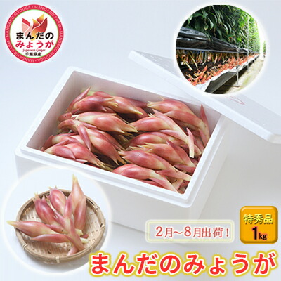 【ふるさと納税】まんだのみょうが 特秀品 1kg 野菜 茗荷 薬味 漬物 シャキシャキ食感 適度な辛み ハウス栽培 　お届け：2025年2月1日～8月15日