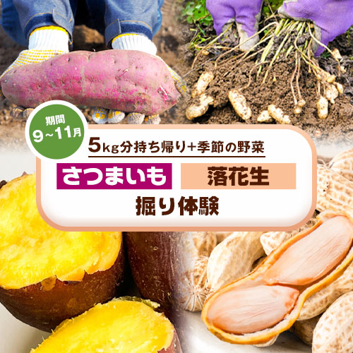 【ふるさと納税】さつまいも 落花生堀り体験 株式会社えか自然農場《30日以内に出荷予定(土日祝除く)》収穫 体験 落花生 サツマイモ 流山市｜千葉県流山市