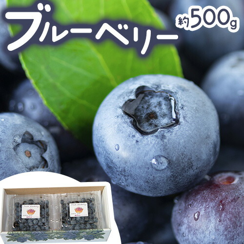 【ふるさと納税】ブルーベリー 約 500g  《6月上旬-8月下旬頃出荷》 Blueberry garden IKEDA 千葉県 流山市 果物 フルーツ 青果物 くだもの ベリー