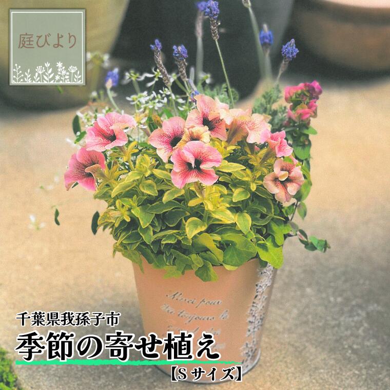 【ふるさと納税】季節の寄せ植え Sサイズ《30日以内に出荷予定(土日祝除く)》【配送不可地域あり】(本州以外)