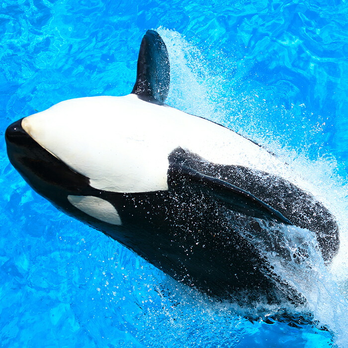 楽天市場 ふるさと納税 2 4 2 鴨川シーワールド 年間パスポート 小人 小学生 中学生 千葉県鴨川市