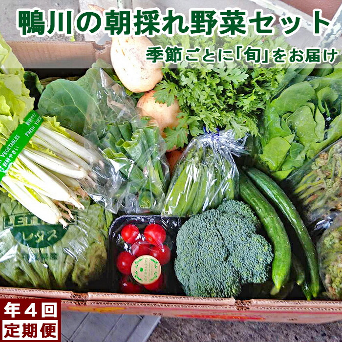 【ふるさと納税】【年４回定期便】鴨川の朝採れ野菜「旬」を味わうセット [0056-0001]