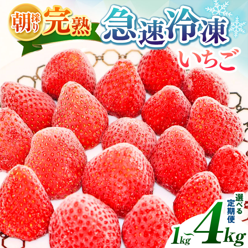 【ふるさと納税】＼ 定期便 始めました！／【 2025年４月頃～順次 発送】 急速冷凍 完熟いちご 選べる 数量 回数 内容量 1~4kg 国産 | 冷凍便 果物 フルーツ くだもの いちご イチゴ 苺 冷凍 いちご 1kg 2kg 3kg 4kg 1回 3回 6回 イチオシ 千葉 君津 きみつ 6500円 1万3千円