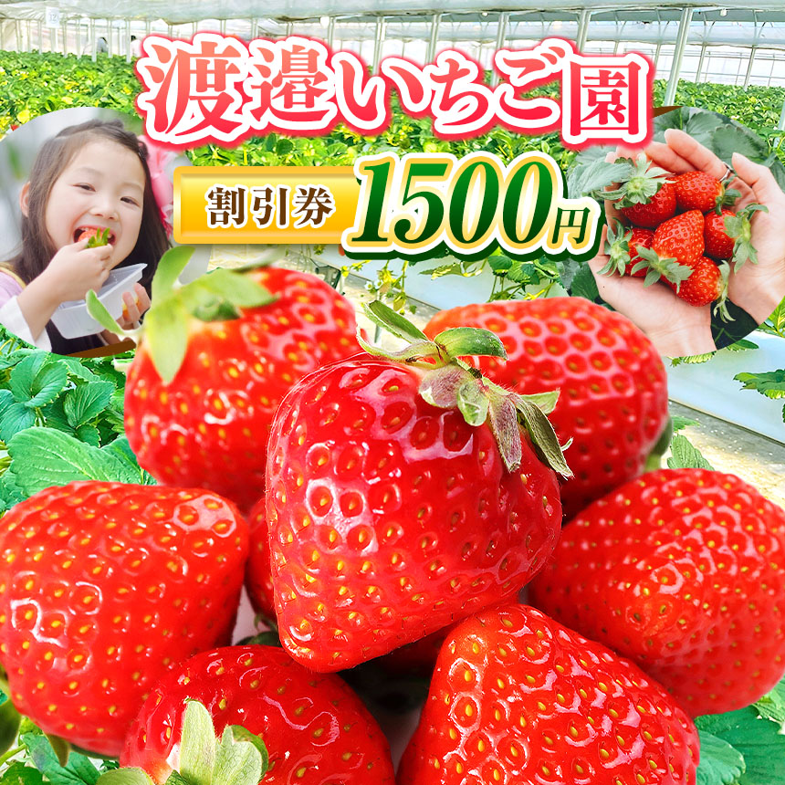 いちごタグ付き　確認用　購入不可 楽天市場】【ふるさと納税】【 2026年 先行予約 】渡邉いちご園 割引券