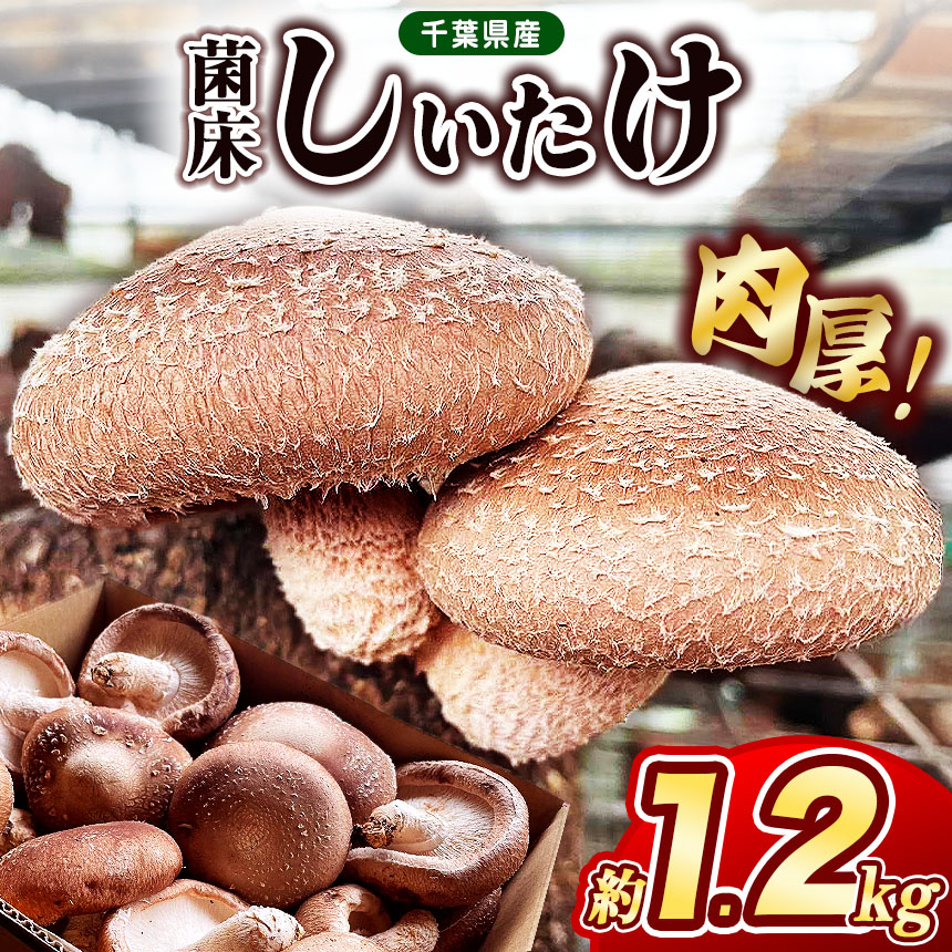 【ふるさと納税】 肉厚 しいたけ 約1.2kg ≪10月中旬から順次発送≫ 伊藤農園 | 伊藤農園 約1200g 大容量 野菜 きのこ キノコ 菌床 しいたけ シイタケ バター焼き バーベキュー 食感がたまらない 千葉 君津 きみつ｜君津市ふるさと納税事務局