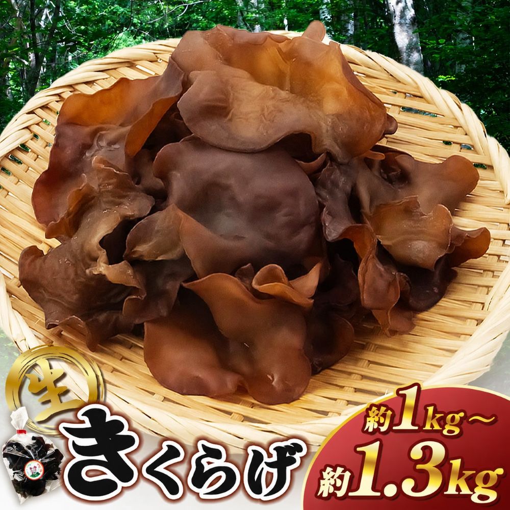 【ふるさと納税】キクラゲ 約1kg～約1.3kg | 伊藤農園 野菜 やさい きのこ キノコ 木耳 きくらげ キクラゲ 肉厚 ス&mdash;パーフード パワーフード 栄養満点 食感がたまらない 野菜炒め 中華料理 千葉県 君津 きみつ｜君津市ふるさと納税事務局